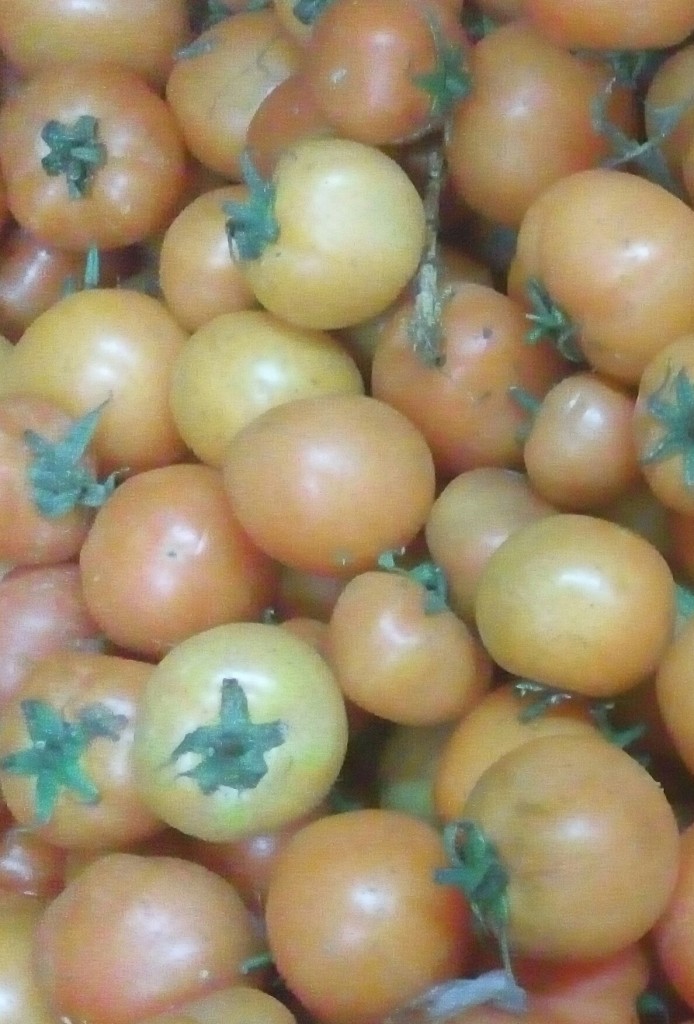 Tomate larga vida