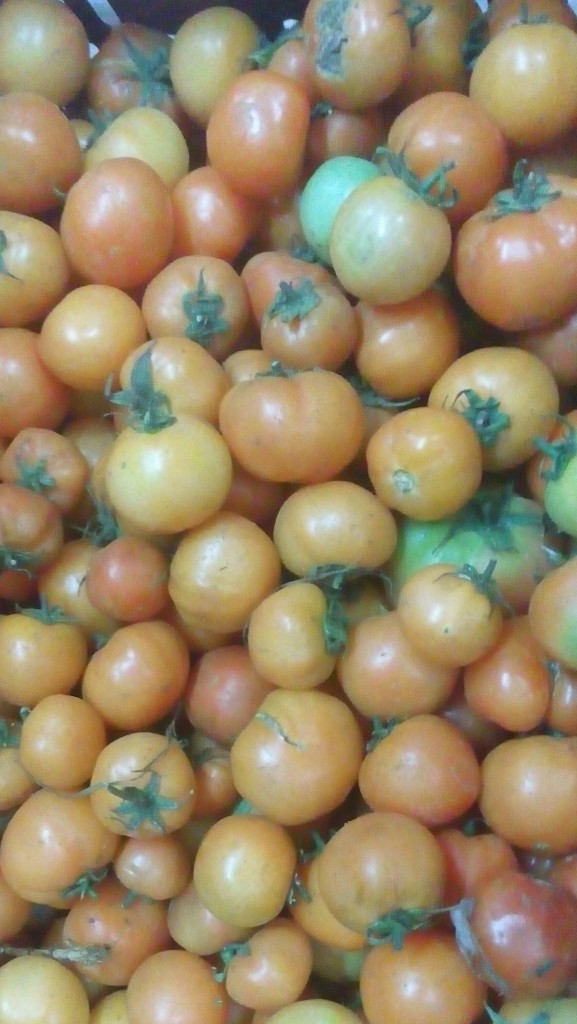 Tomate larga vida de segunda