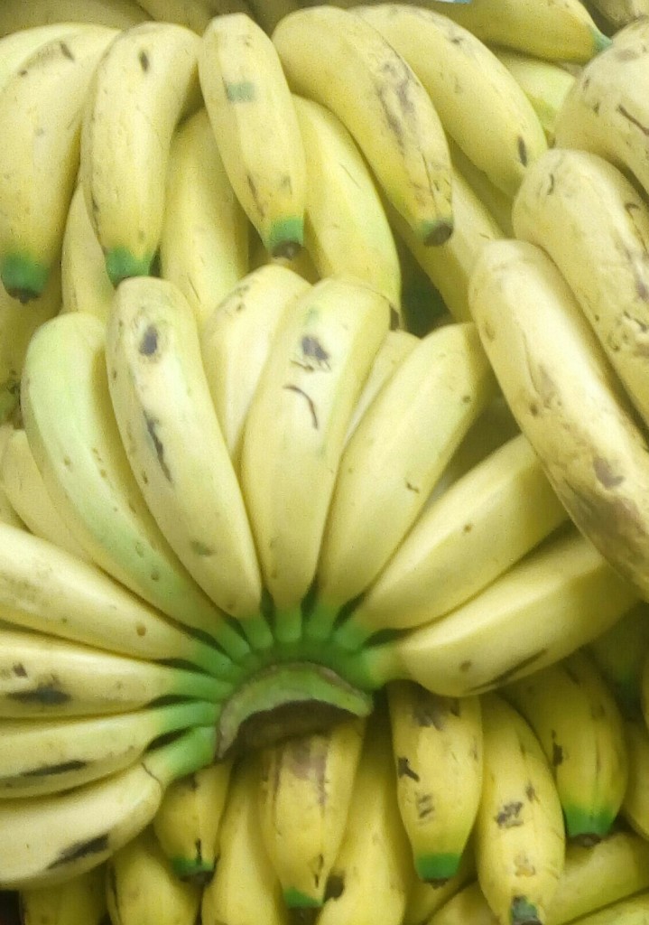 Banano común
