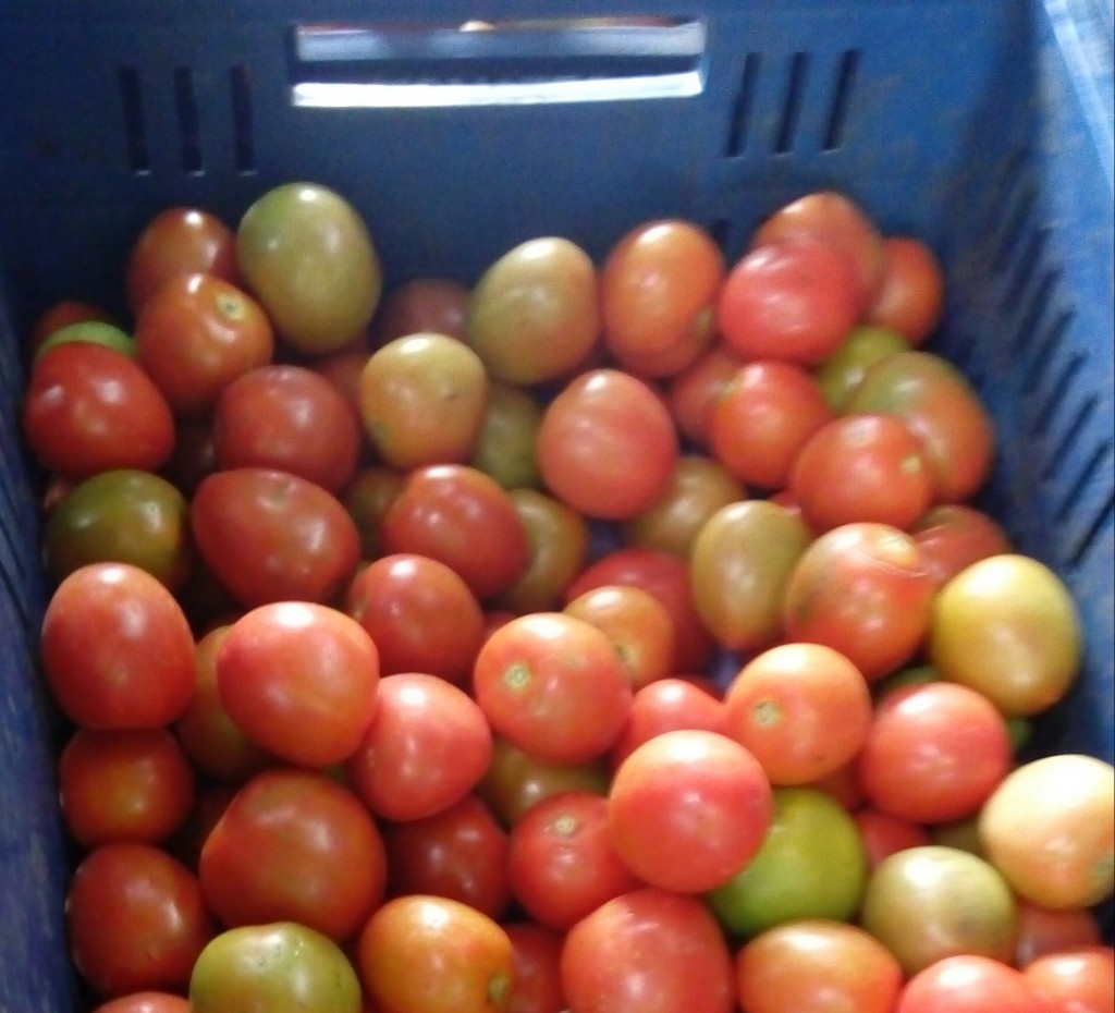 Tomate chonto de cuarta