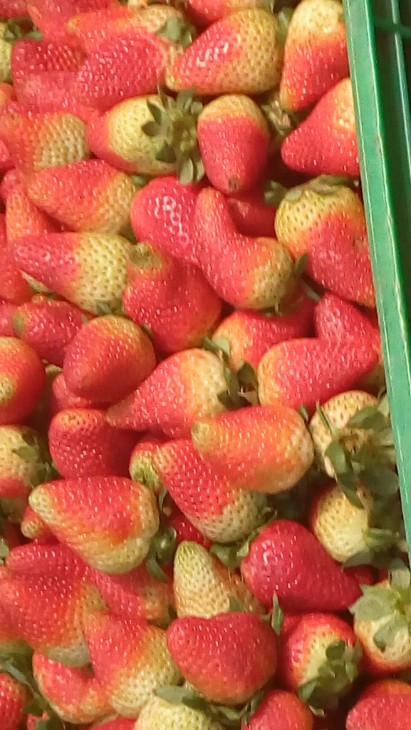 Fresas