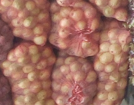 Cebolla cabezona pareja
