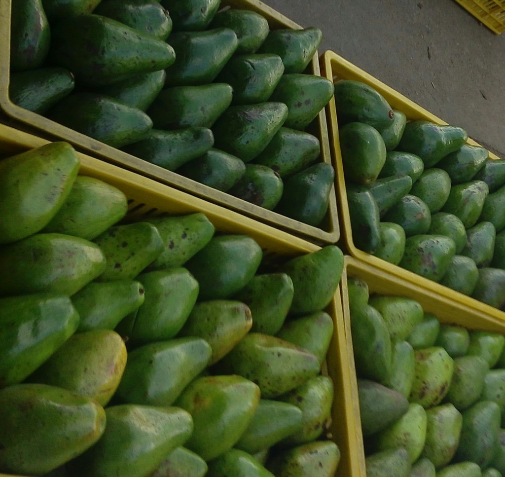 Aguacate símil