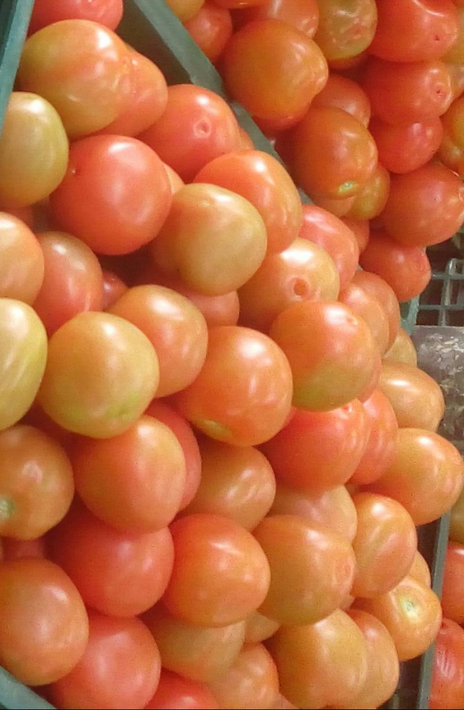Tomate chonto de segunda