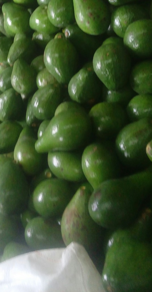 Aguacate papelillo