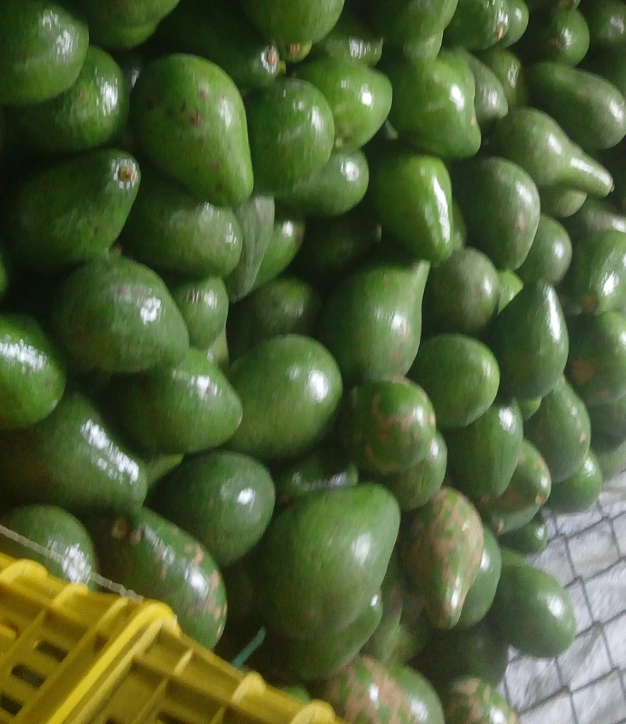Aguacate común