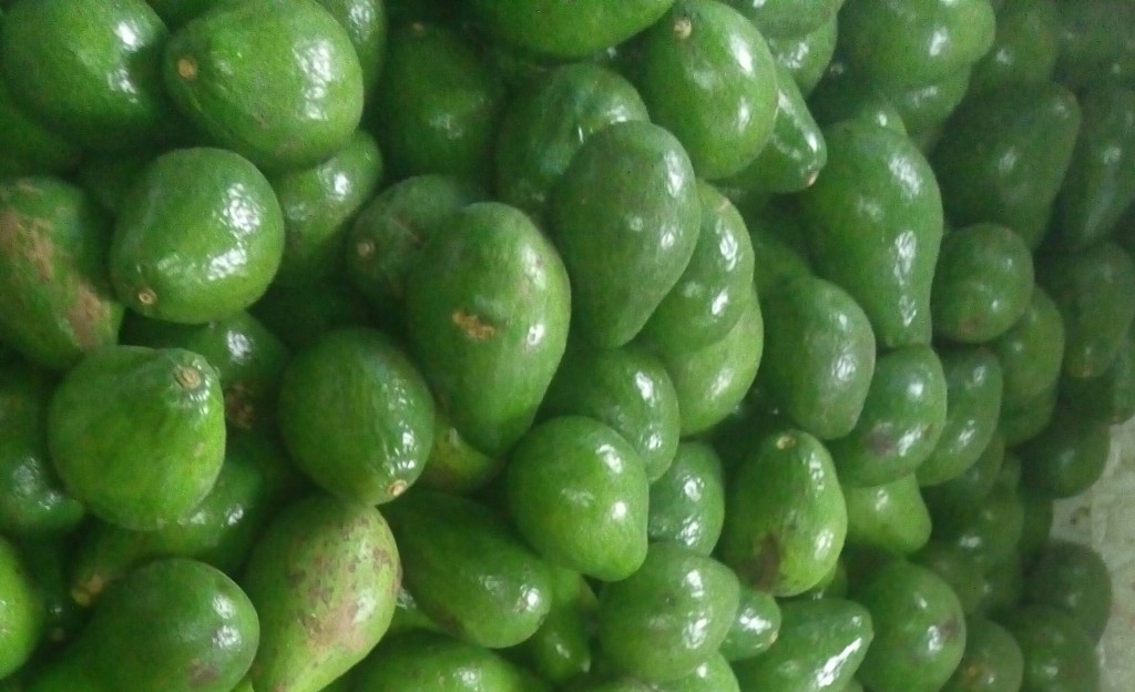 Aguacate papelillo