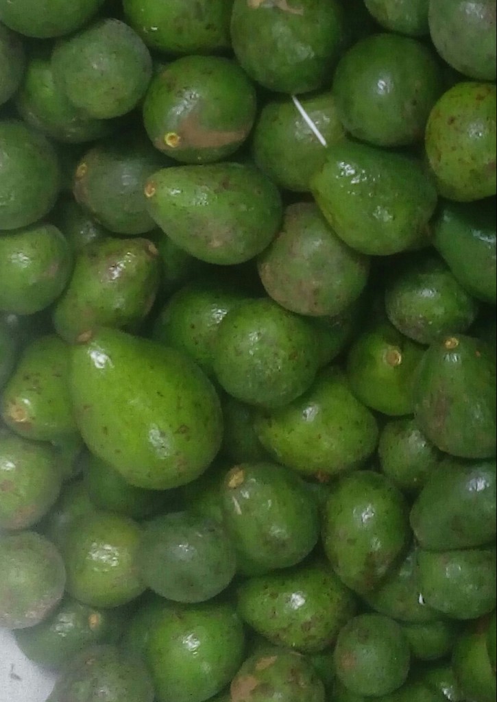 Aguacate santana