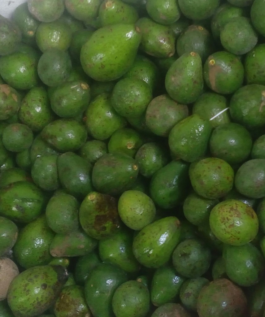 Aguacate comun