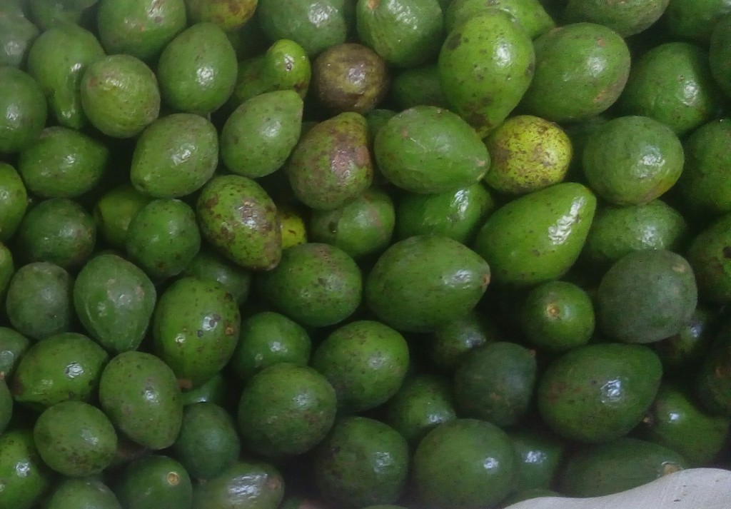 Aguacate búho