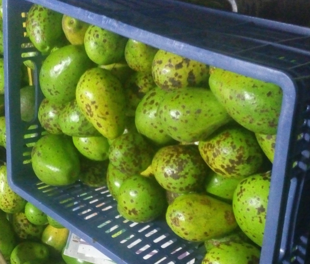 Aguacate Trinidad