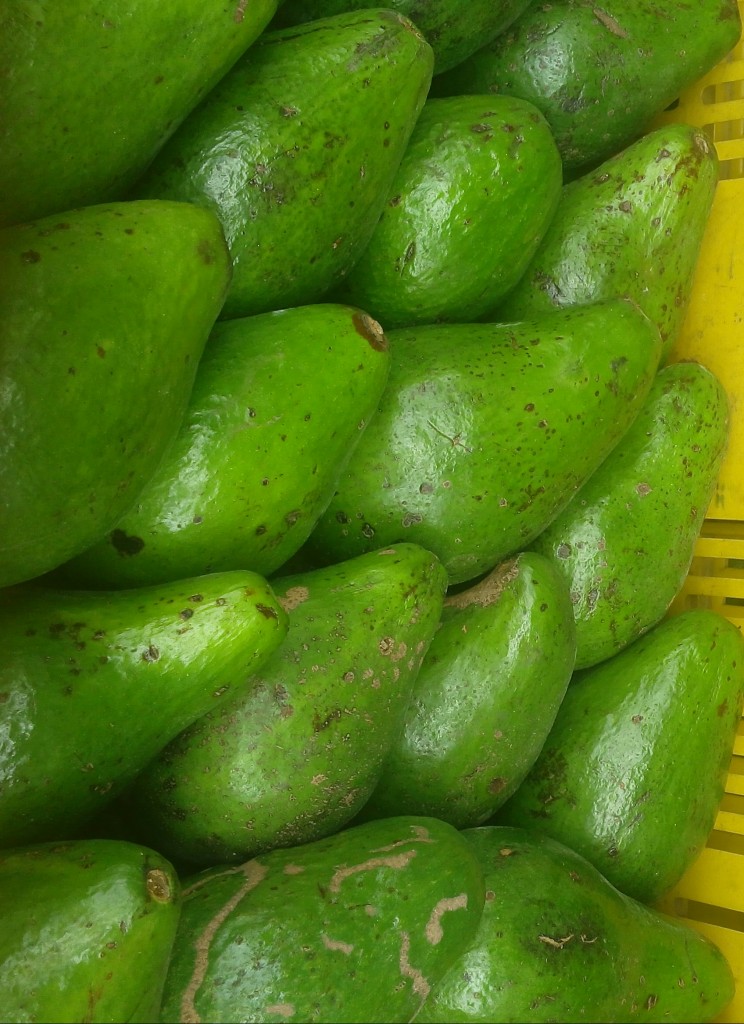 Aguacate cole rey