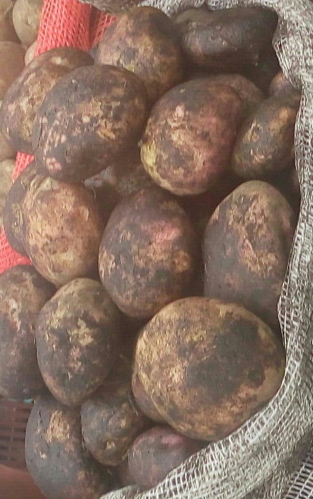 Papa pastusa