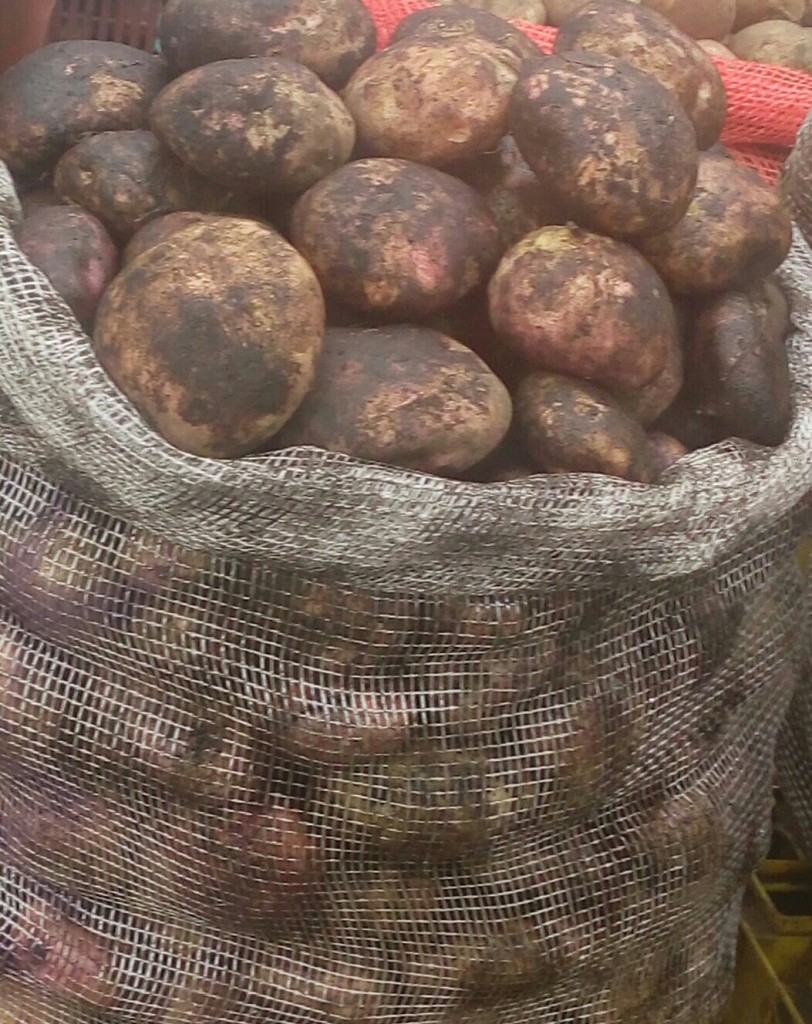 Papa pastusa
