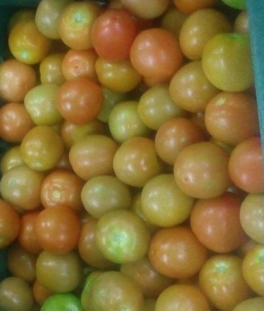 Tomate chonto de cuarta