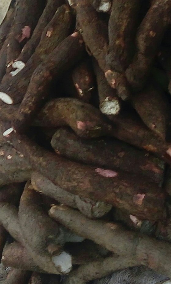 Yuca