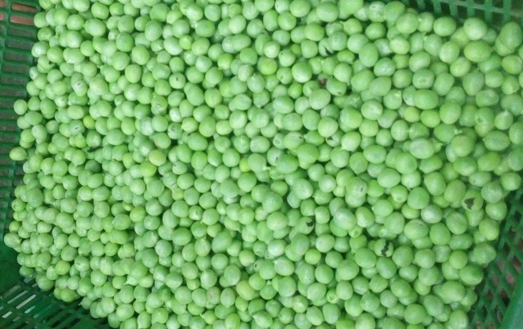 Arveja