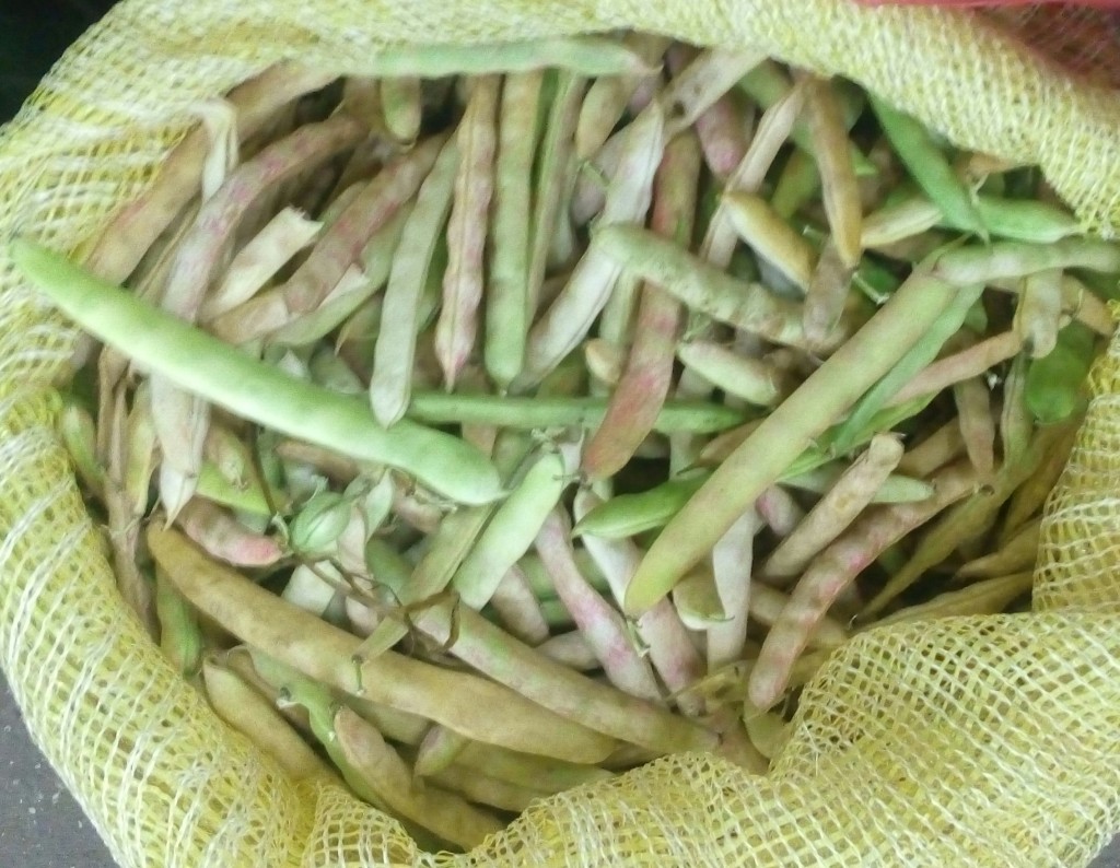 Fríjol en cascara