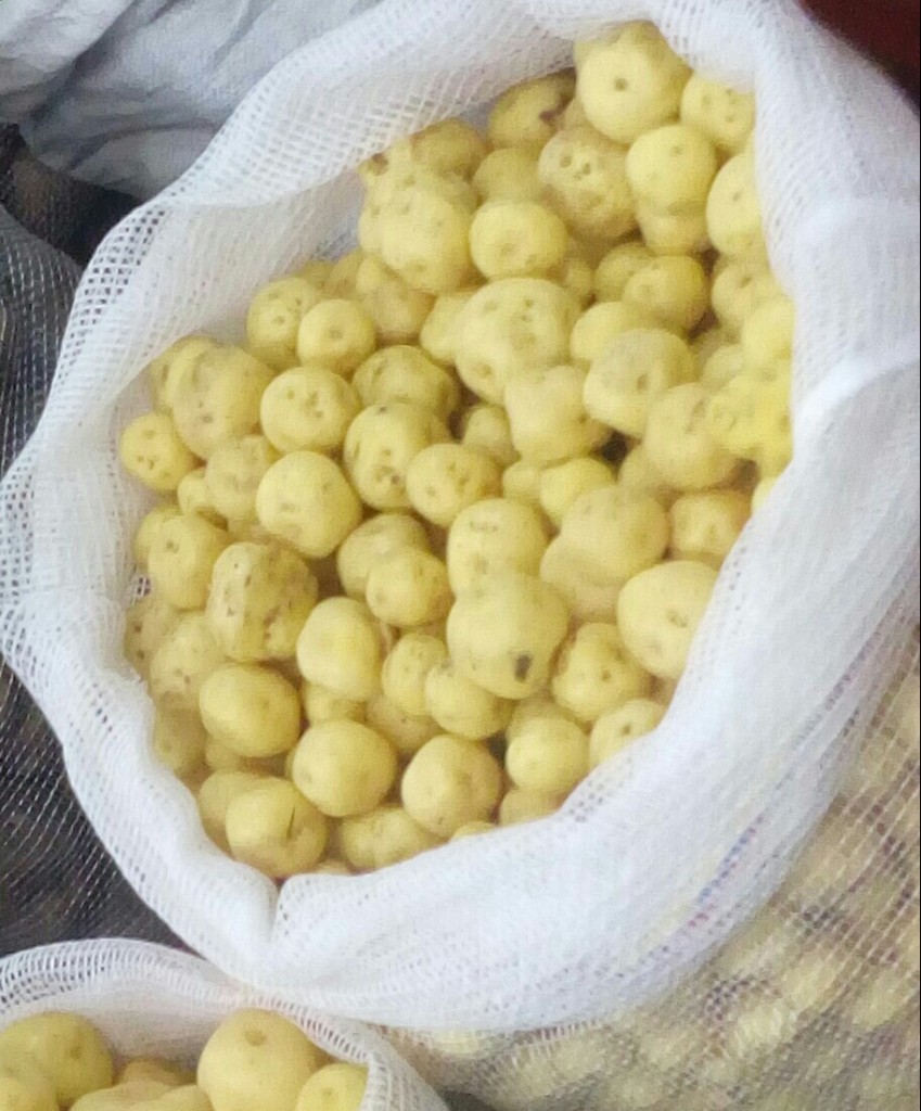Papa criolla Fina