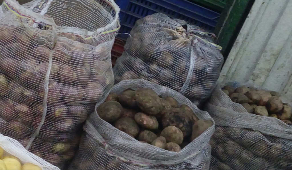 Papa pastusa gruesa