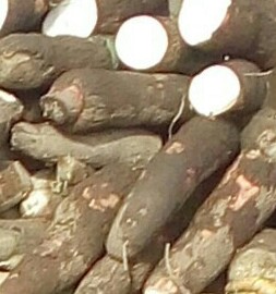 Yuca