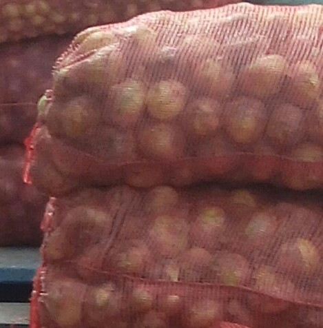 Cebolla cabezona fina