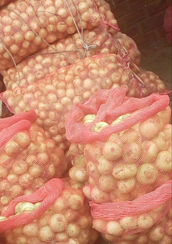 Cebolla cabezona gruesa