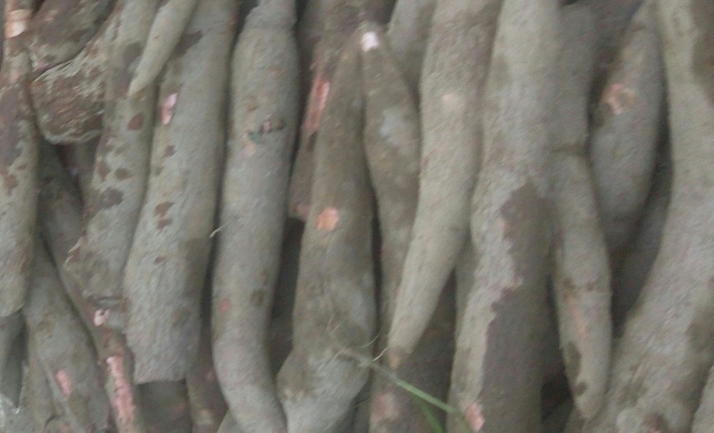 Yuca