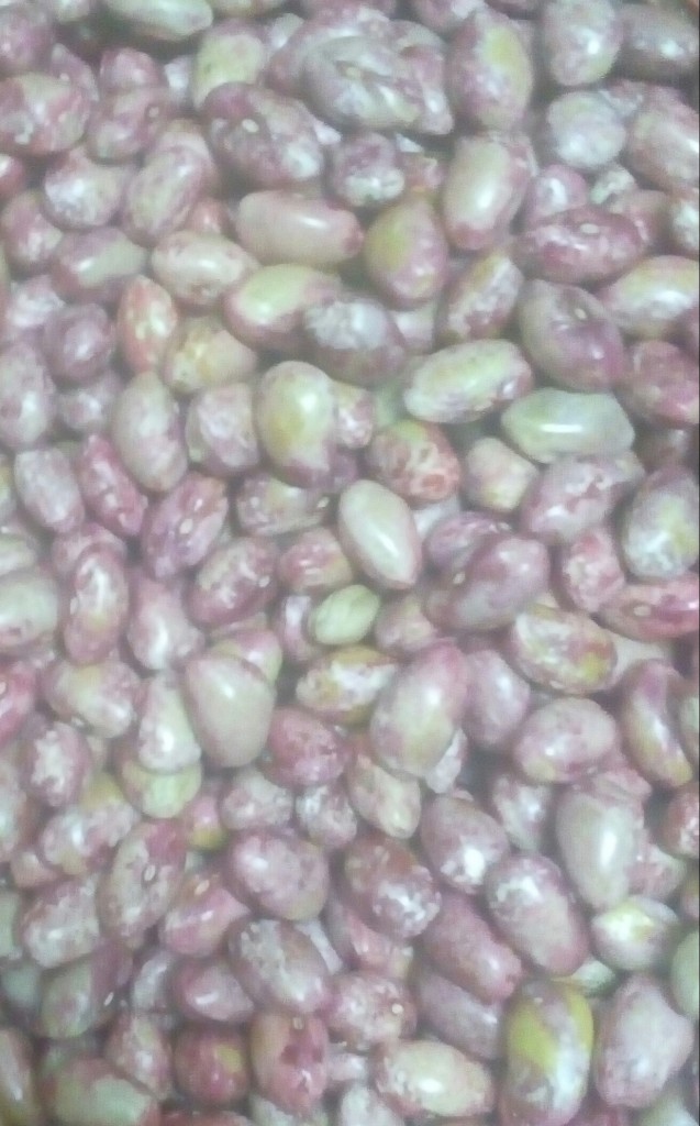 Frijol