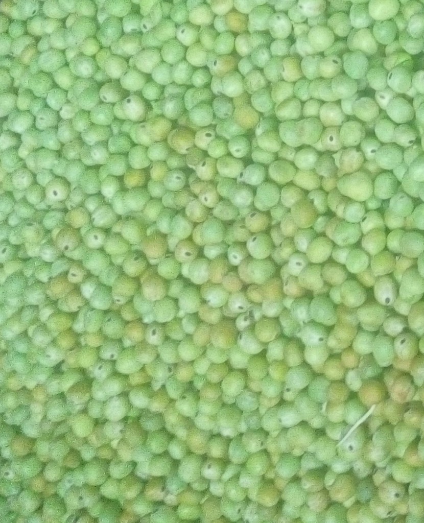 Arveja