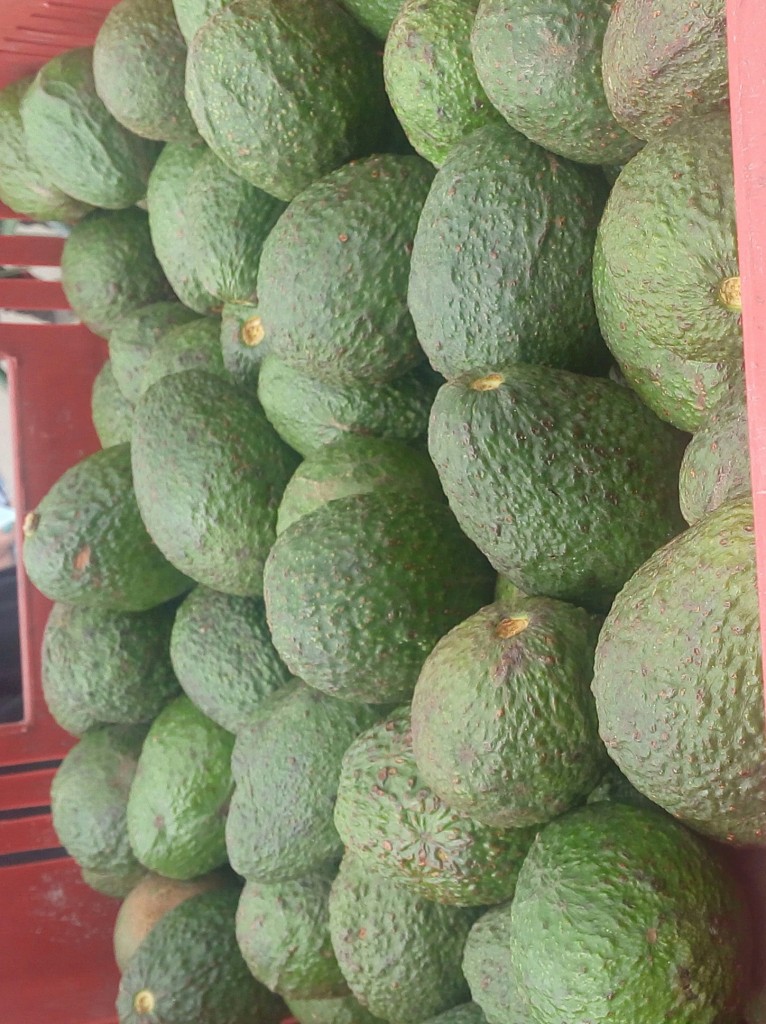 Aguacate Hass