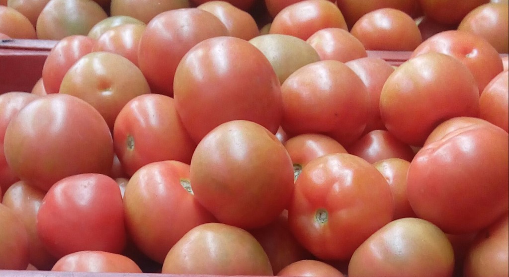 Tomate chonto selecto