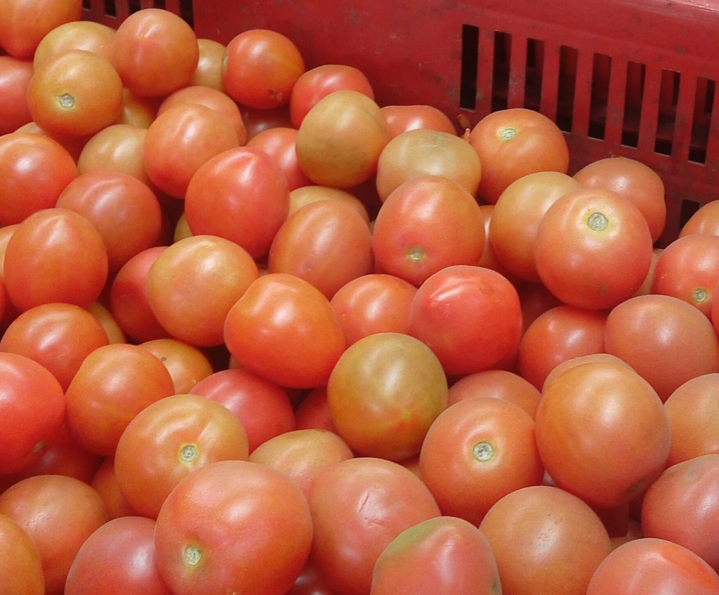 Tomate chonto de segunda