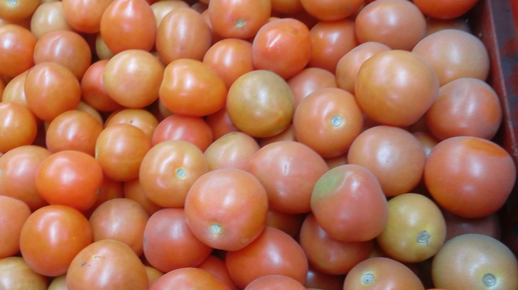 Tomate chonto de primera