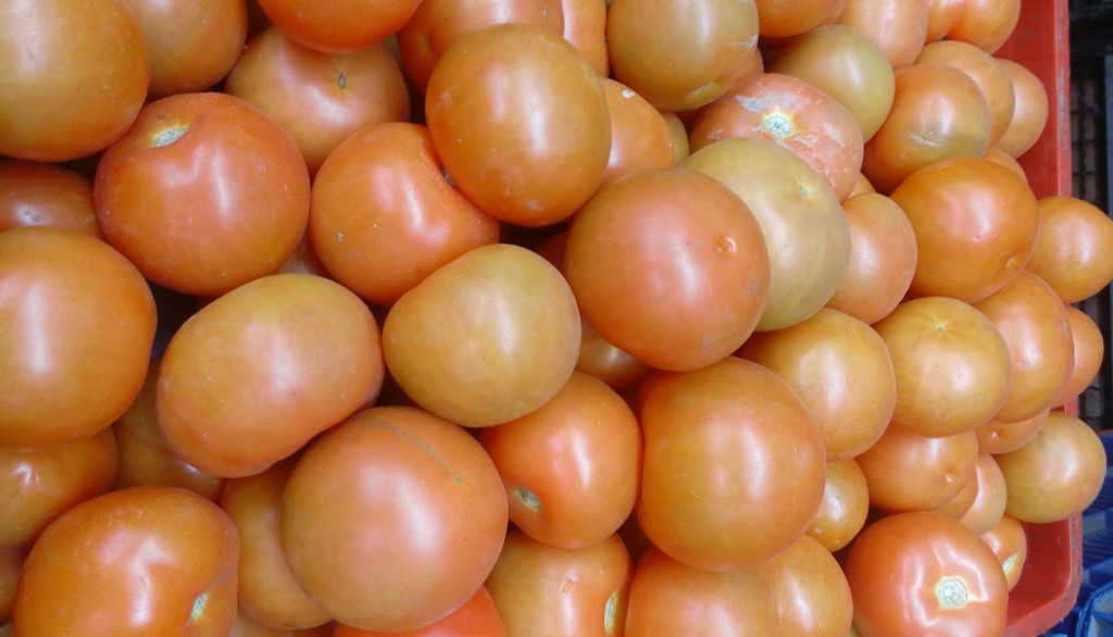 Tomate chonto de primera