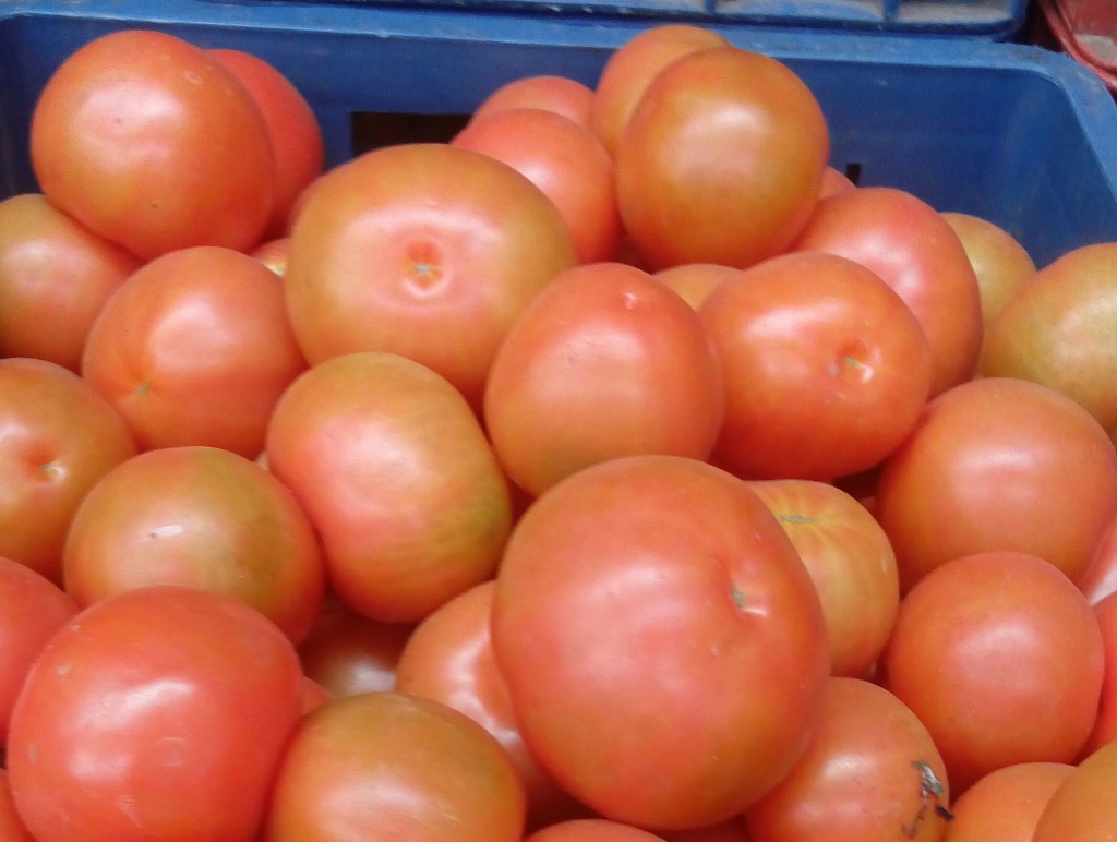 Tomate chonto de segunda
