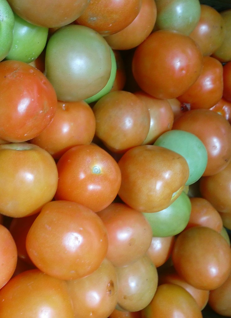 Tomate chonto de primera