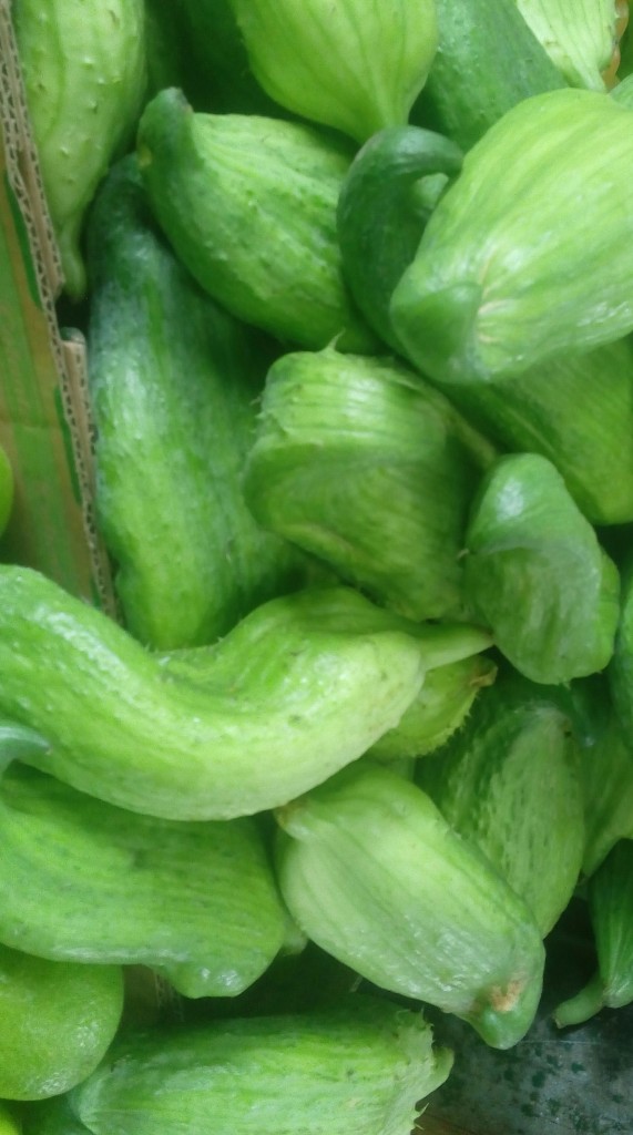 Pepino para guiso