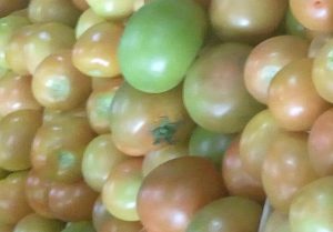 Tomate Larga vida de primera