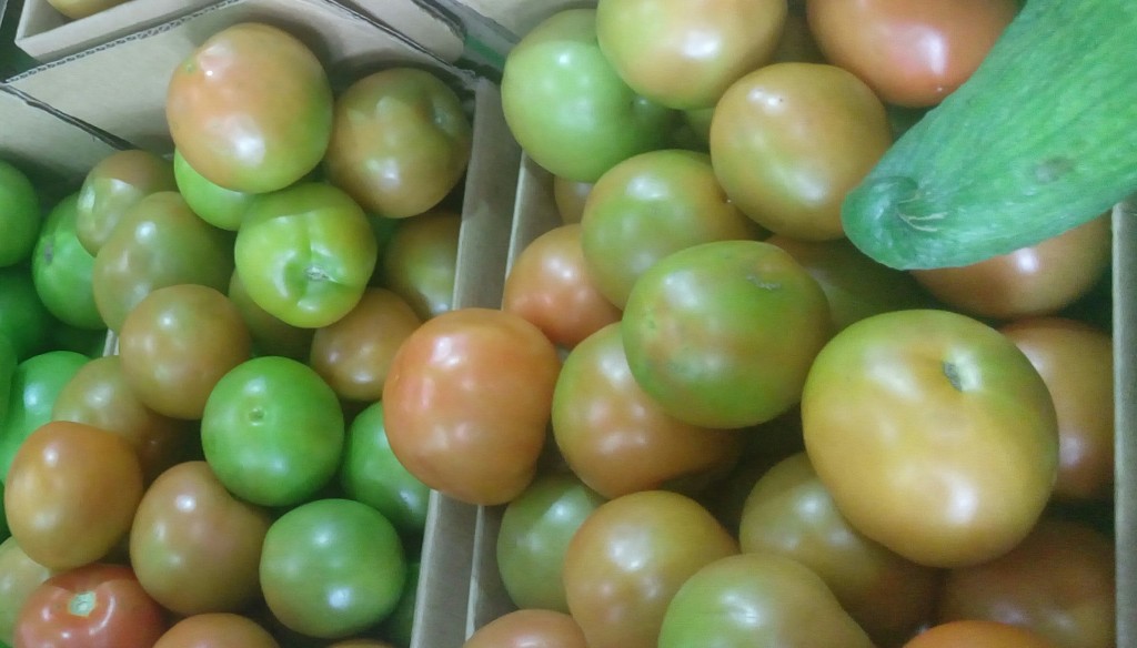 Tomate chonto selecto
