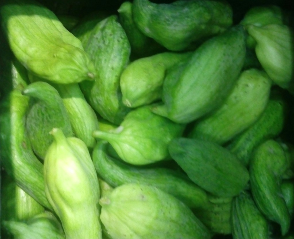Pepino para guiso