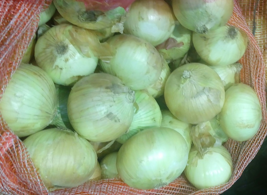 Cebolla cabezona