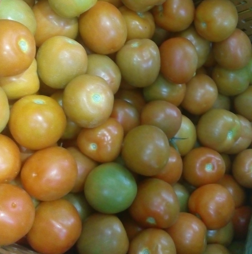 Tomate chonto parejo