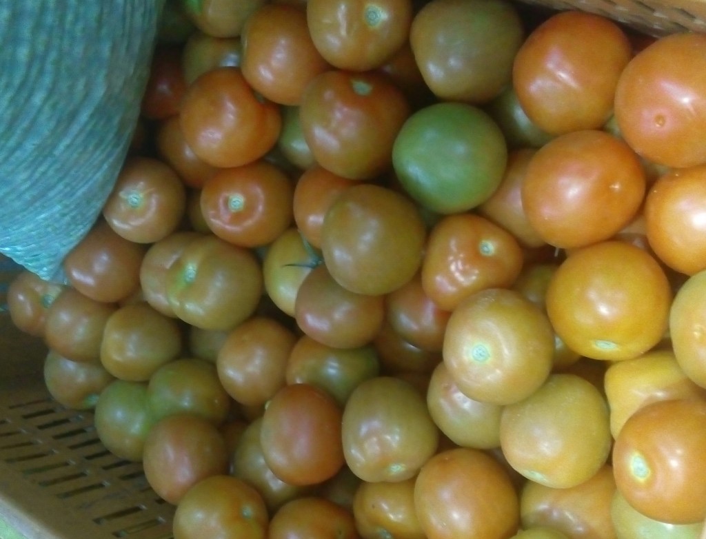 Tomate chonto parejo