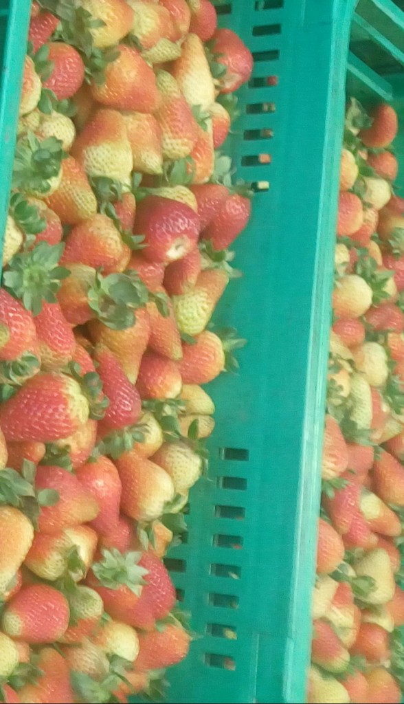 Fresas de Segunda