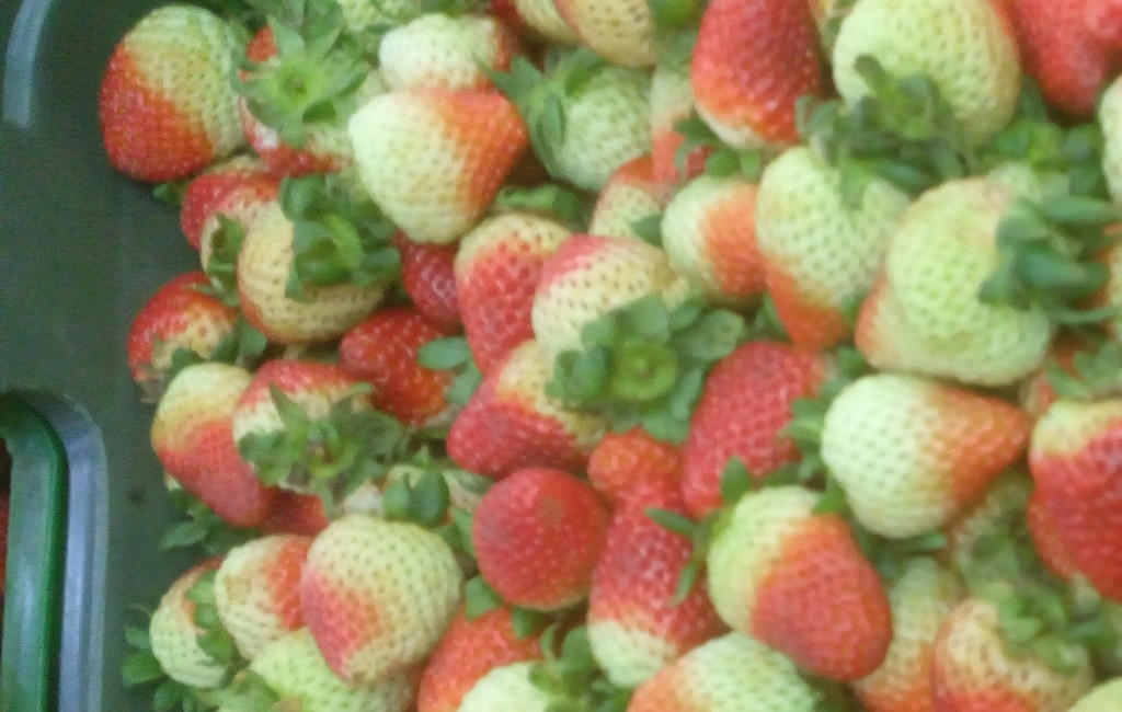 Fresas de primera