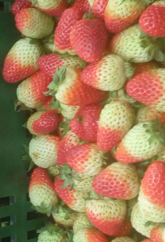 Fresas de primera