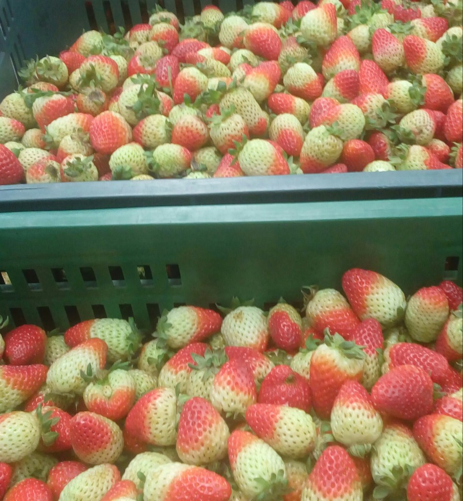 Fresa extra