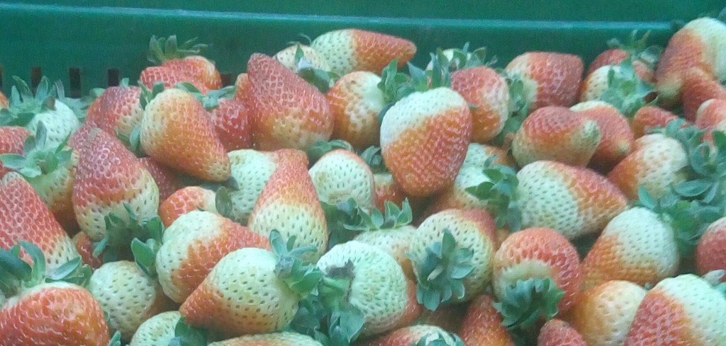 Fresas de segunda