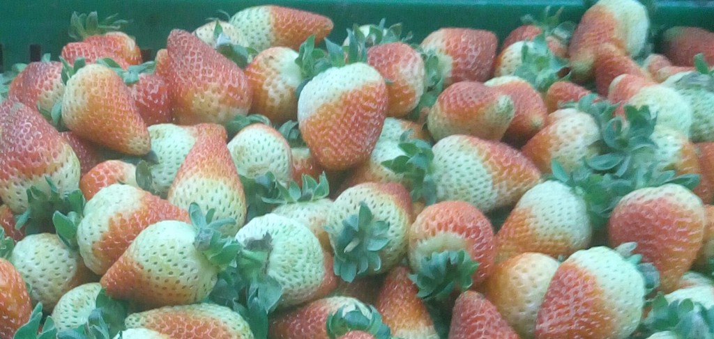 Fresas de segunda